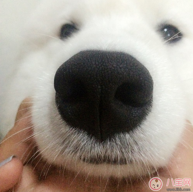 胡杏兒懷孕鼻子變大大家都說是男孩 懷男孩特征是什么 胡杏兒懷孕鼻子變大大家都說是男孩 懷男孩特征是什么