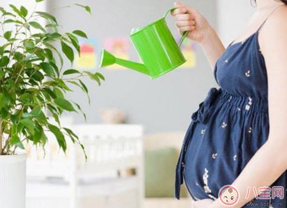 孕婦房間里可以放吊蘭嗎 吊蘭對(duì)孕婦有影響嗎(孕婦養(yǎng)吊蘭注意事項(xiàng))
