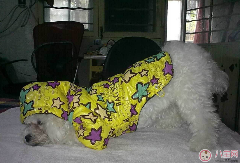 胎位不正只能剖腹產(chǎn)了嗎 怎么讓胎位不正順產(chǎn) 胎位不正只能剖腹產(chǎn)了嗎 怎么讓胎位不正順產(chǎn)