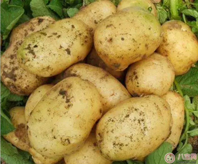 孕期惡心想吐 孕媽如何緩解