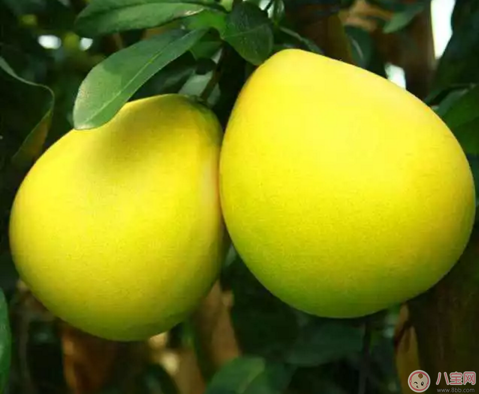 孕期惡心想吐 孕媽如何緩解