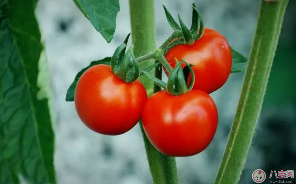 孕期惡心想吐 孕媽如何緩解