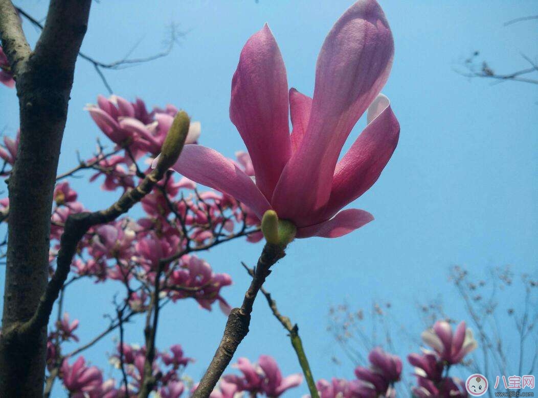 嘴巴有金屬味 是懷孕的前期癥狀