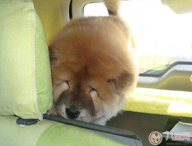 不知道自己懷孕吃了暈車藥怎么辦 懷孕可以吃暈車藥嗎