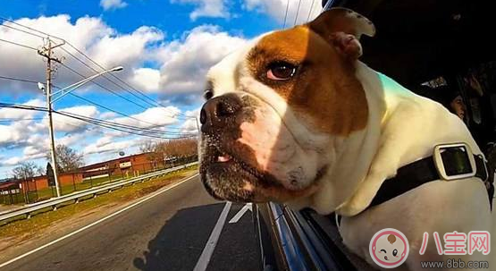 不知道自己懷孕吃了暈車藥怎么辦 懷孕可以吃暈車藥嗎