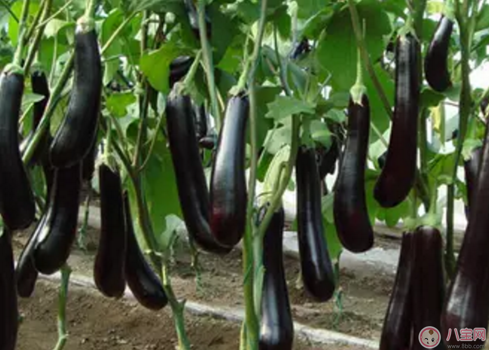 孕婦可以吃茄子嗎 孕期吃茄子的好處 