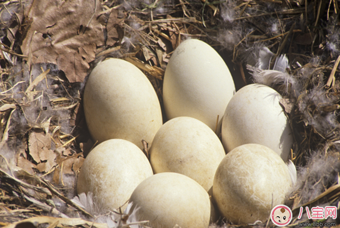 懷孕吃什么寶寶生出來比較好看 懷孕吃什么寶寶生出來比較好看