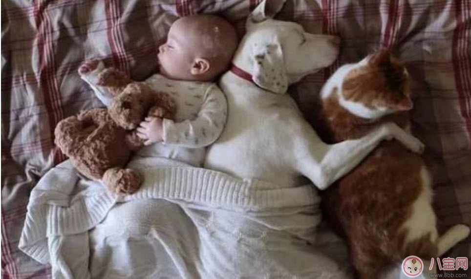 孕期家里有寵物怎么辦 孕期養(yǎng)寵物注意事項