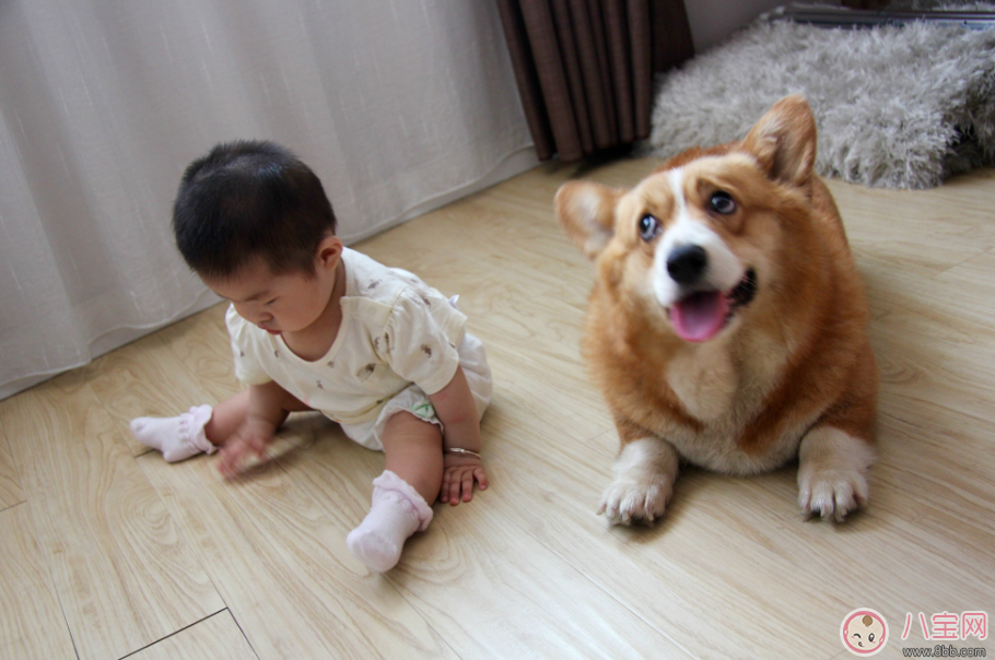 懷孕家里養(yǎng)狗了怎么辦 需要送人嗎 懷孕家里養(yǎng)狗了怎么辦 需要送人嗎