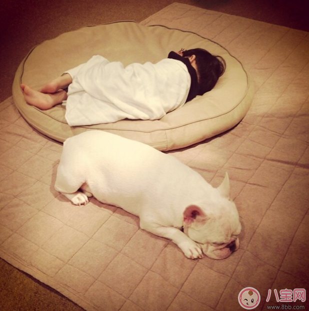 懷孕家里養(yǎng)狗了怎么辦 需要送人嗎 懷孕家里養(yǎng)狗了怎么辦 需要送人嗎