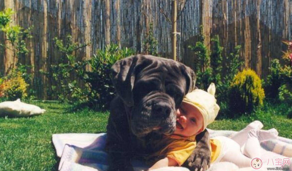 懷孕家里養(yǎng)狗了怎么辦 需要送人嗎 懷孕家里養(yǎng)狗了怎么辦 需要送人嗎