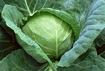 懷孕后胃脹是怎么回事 懷孕期間胃脹氣怎么辦呢 懷孕后胃脹是怎么回事 懷孕期間胃脹氣怎么辦呢