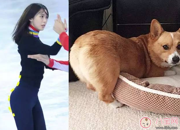 柯基臀是什么 李菲兒柯基臀怎么練出來的