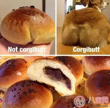 柯基臀是什么 李菲兒柯基臀怎么練出來的