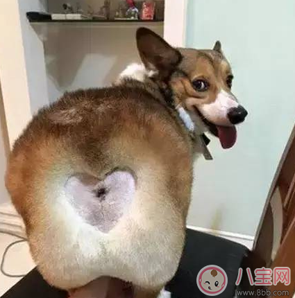 柯基臀是什么 李菲兒柯基臀怎么練出來的