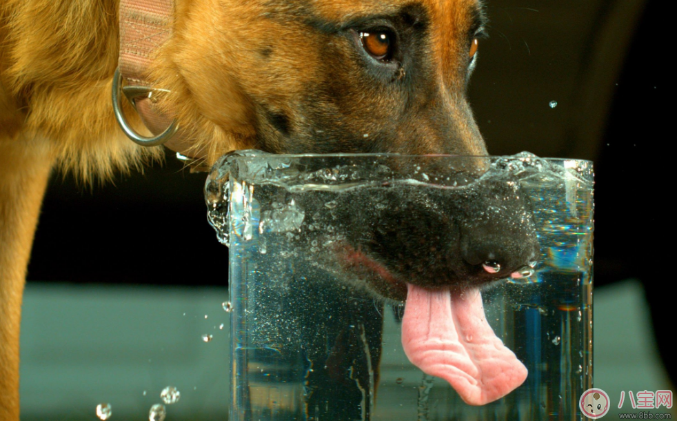 喝水其實(shí)大有講究了 隔夜的水究竟怎么喝 喝水其實(shí)大有講究了 隔夜的水究竟怎么喝