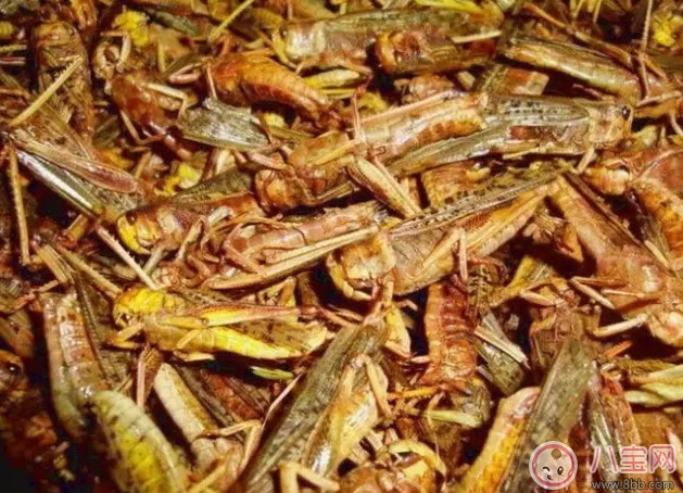 孕婦能不能吃蝗蟲 哪些地方的人喜歡吃蝗蟲(外國(guó)人吃蝗蟲嗎)