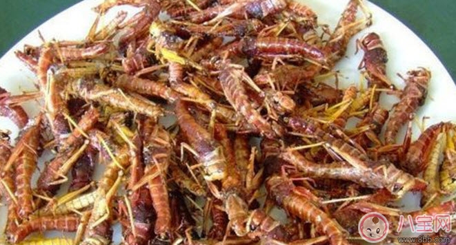 孕婦能不能吃蝗蟲 哪些地方的人喜歡吃蝗蟲(外國(guó)人吃蝗蟲嗎)