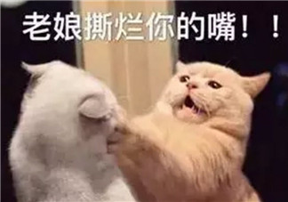 虛假的姐妹情誼表情包 友誼姐妹感情就像塑料花表情包無水印