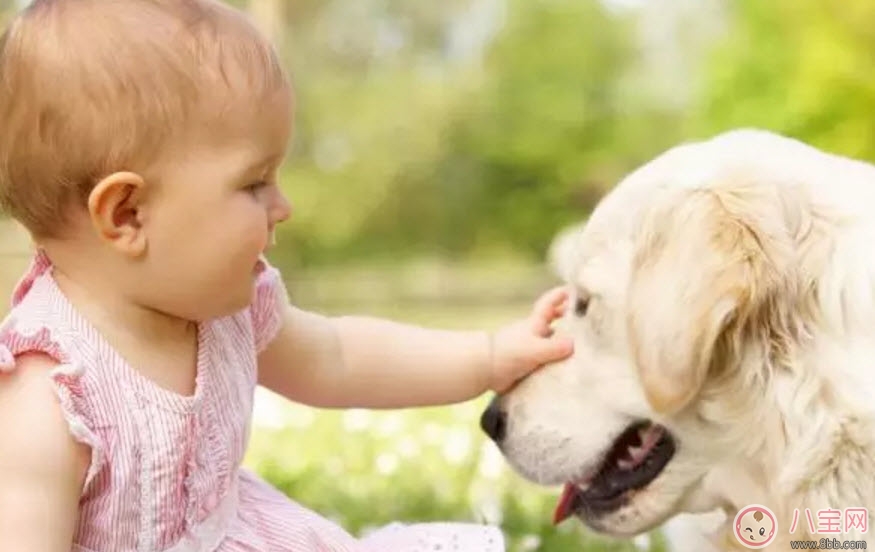 流浪狗咬傷小區(qū)業(yè)主孩子 孩子被狗咬傷怎么緊急處理傷口