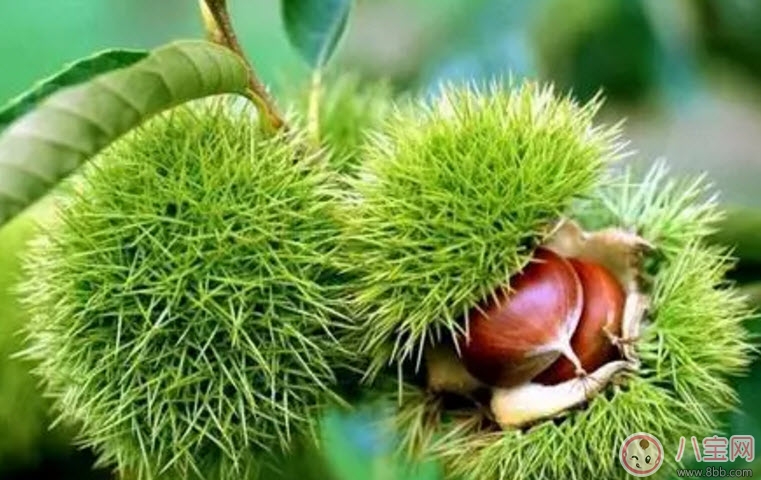 孕婦能吃生板栗嗎 孕婦吃糖炒栗子有哪些好處
