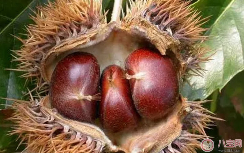 孕婦能吃生板栗嗎 孕婦吃糖炒栗子有哪些好處