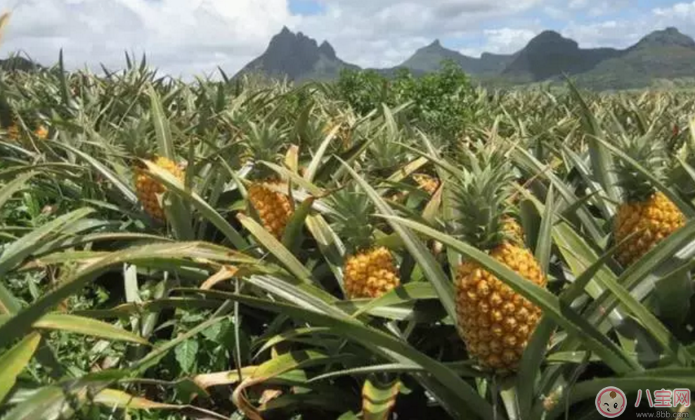 范瑋琪的寶寶也在吃 匠心啟航教育輔食寶寶口糧必囤