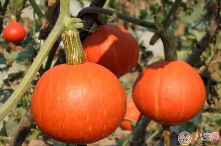 孕婦吃南瓜有什么好處 孕婦吃南瓜對(duì)胎兒好嗎