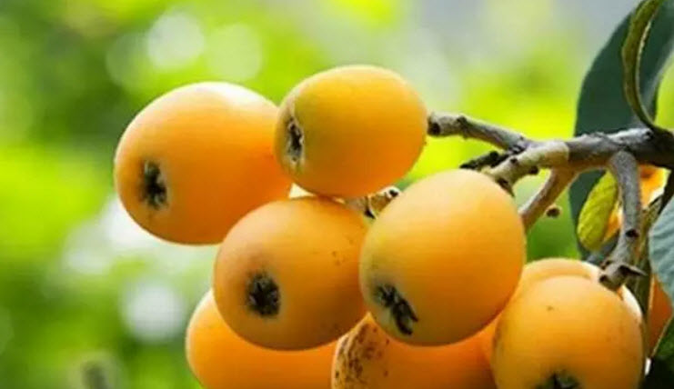 孕婦吃枇杷對胎兒好嗎 孕懷孕期間可以吃枇杷嗎