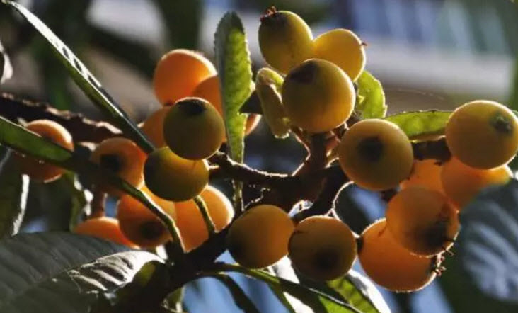 孕婦吃枇杷對胎兒好嗎 孕懷孕期間可以吃枇杷嗎