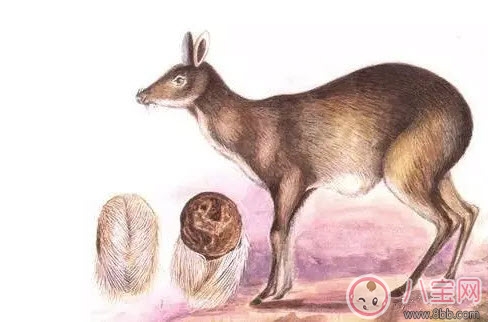 孕婦能用香水嗎 孕婦使用香水有哪些注意事項(xiàng) 孕婦能用香水嗎 孕婦使用香水有哪些注意事項(xiàng)