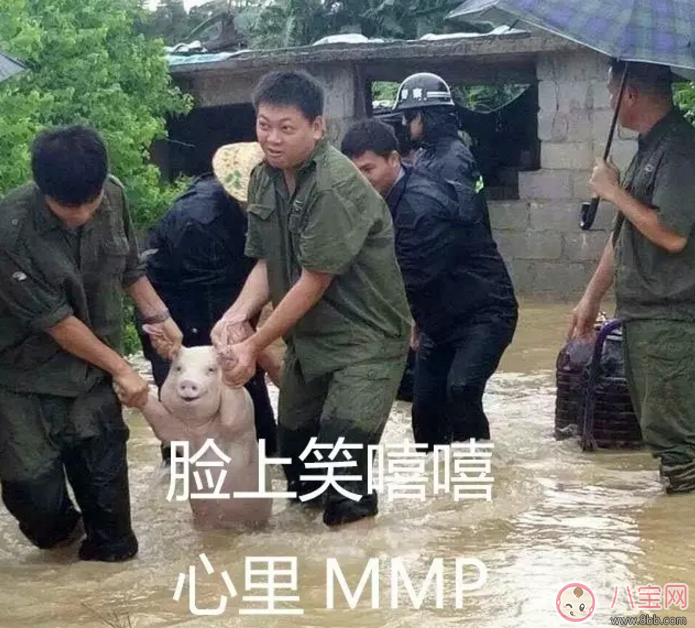 洪水救出的網(wǎng)紅小豬被做成表情包 網(wǎng)紅小豬表情包合集 洪水救出的網(wǎng)紅小豬被做成表情包 網(wǎng)紅小豬表情包合集