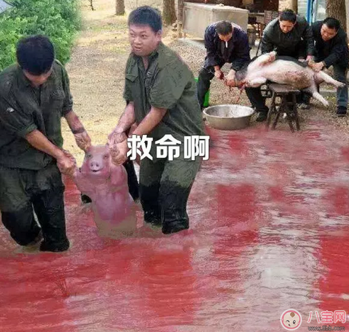 洪水救出的網(wǎng)紅小豬被做成表情包 網(wǎng)紅小豬表情包合集 洪水救出的網(wǎng)紅小豬被做成表情包 網(wǎng)紅小豬表情包合集