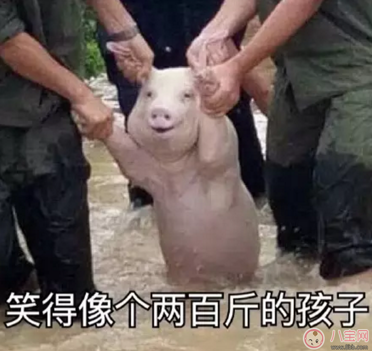 洪水救出的網(wǎng)紅小豬被做成表情包 網(wǎng)紅小豬表情包合集 洪水救出的網(wǎng)紅小豬被做成表情包 網(wǎng)紅小豬表情包合集