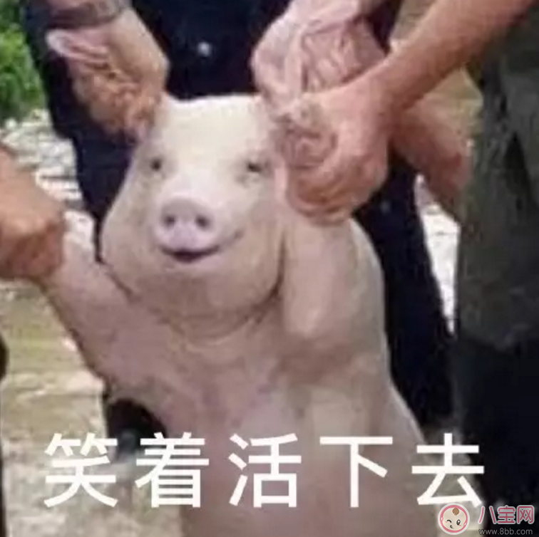 洪水救出的網(wǎng)紅小豬被做成表情包 網(wǎng)紅小豬表情包合集 洪水救出的網(wǎng)紅小豬被做成表情包 網(wǎng)紅小豬表情包合集