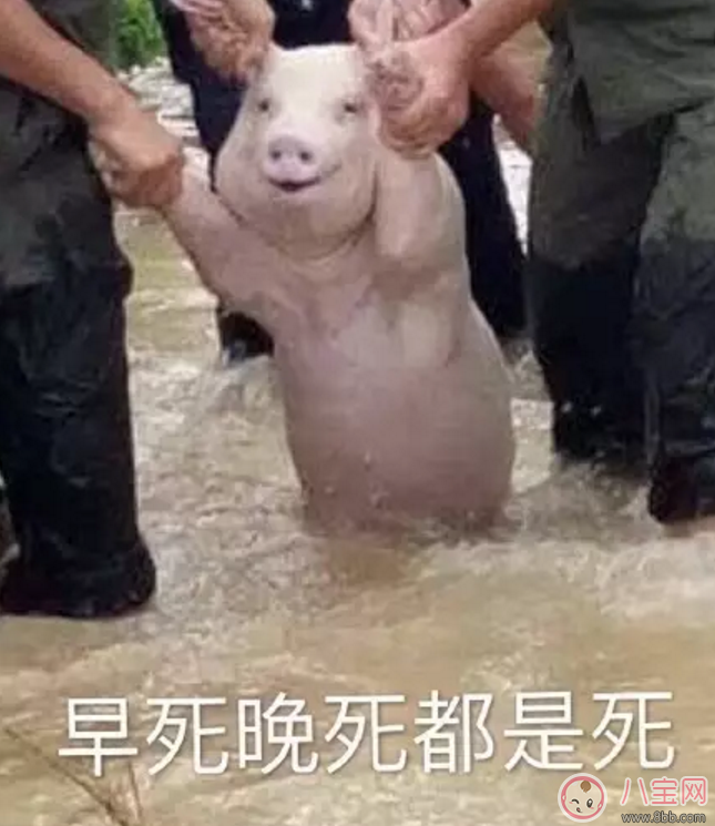 洪水救出的網(wǎng)紅小豬被做成表情包 網(wǎng)紅小豬表情包合集 洪水救出的網(wǎng)紅小豬被做成表情包 網(wǎng)紅小豬表情包合集