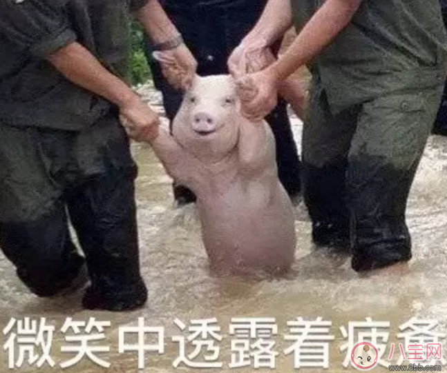 洪水救出的網(wǎng)紅小豬被做成表情包 網(wǎng)紅小豬表情包合集 洪水救出的網(wǎng)紅小豬被做成表情包 網(wǎng)紅小豬表情包合集