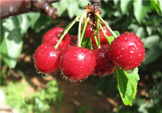 孕婦能吃櫻桃嗎 孕婦怎么吃櫻桃最營(yíng)養(yǎng)