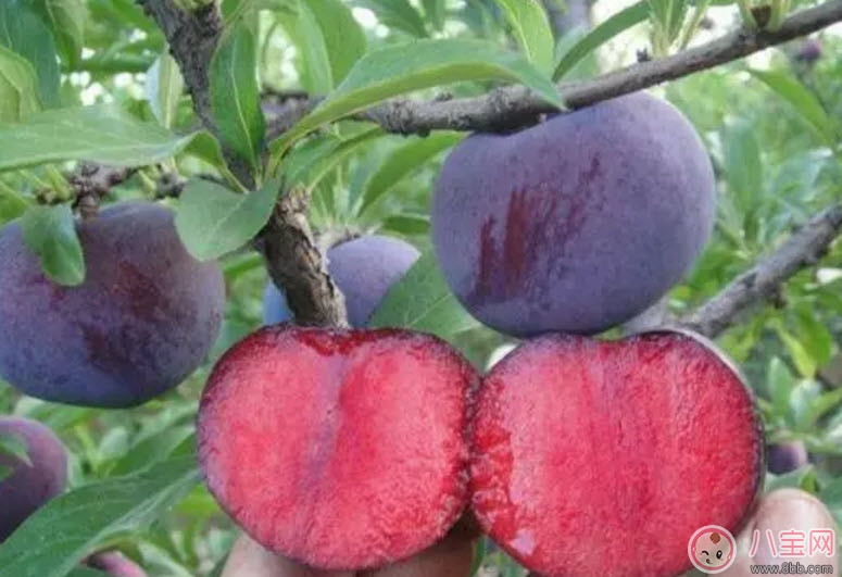 紅心李子孕婦可以吃嗎 孕婦最多能吃多少個(gè)紅李子