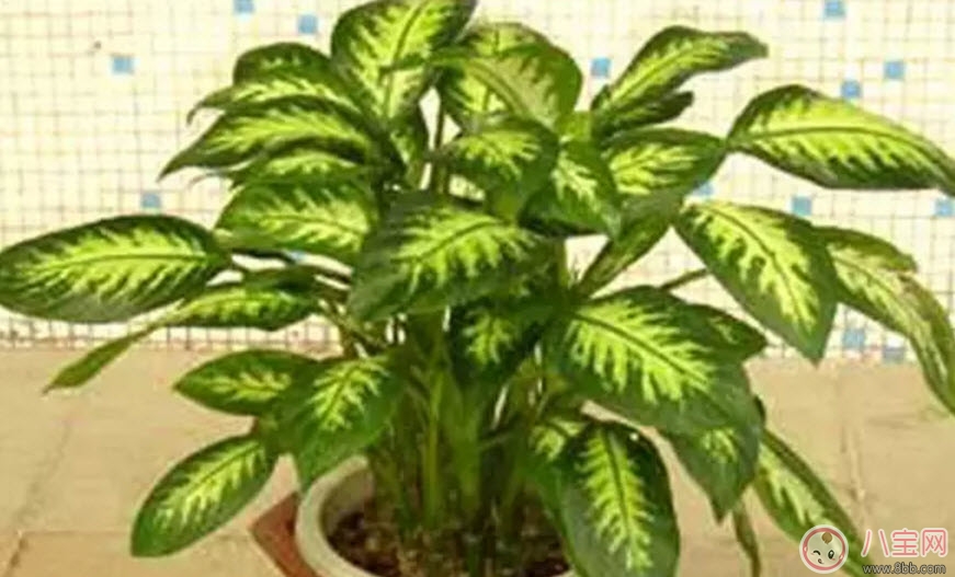 萬(wàn)年青對(duì)孕婦有影響嗎 孕婦觸碰萬(wàn)年青會(huì)有事嗎