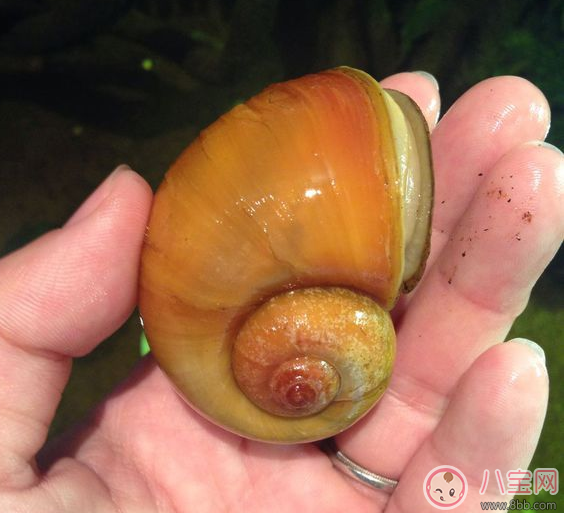 福壽螺危害極大 生活中有哪些東西最好避開不吃 福壽螺危害極大 生活中有哪些東西最好避開不吃