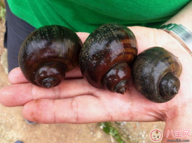 福壽螺危害極大 生活中有哪些東西最好避開不吃 福壽螺危害極大 生活中有哪些東西最好避開不吃