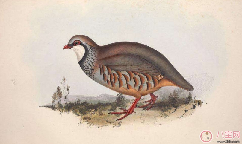 孕婦能吃鵪鶉嗎 孕婦吃鵪鶉的好處有哪些