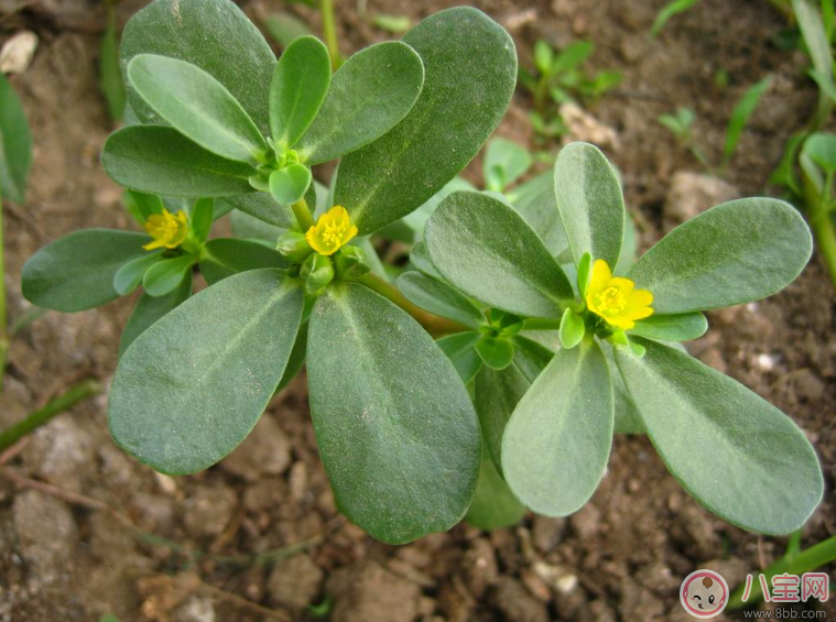 哺乳期間可以吃馬齒莧嗎 怎么吃馬齒莧好 哺乳期間可以吃馬齒莧嗎 怎么吃馬齒莧好