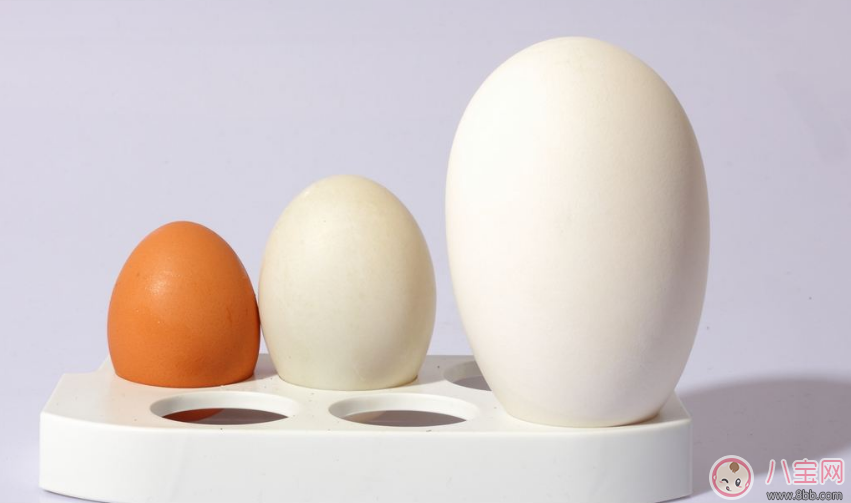 懷孕怎么吃鵝蛋    懷孕吃鵝蛋有哪些好處