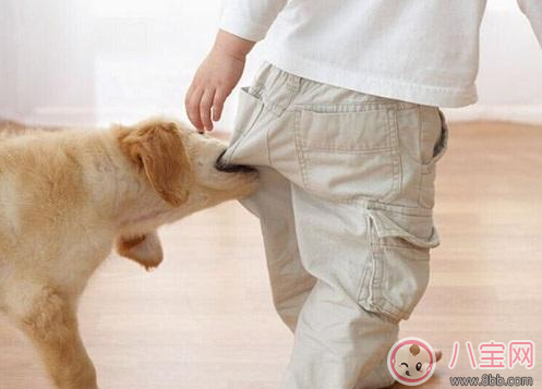 孩子被狗嚇到了怎么辦 孩子怕狗解決方法 孩子被狗嚇到了怎么辦 孩子怕狗解決方法