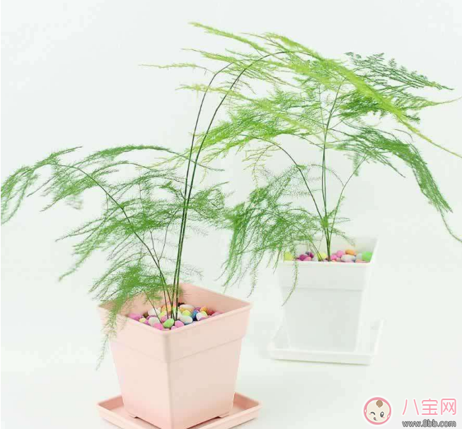 教師節(jié)送花只知道康乃馨怎么行 2017最適合送老師花推薦