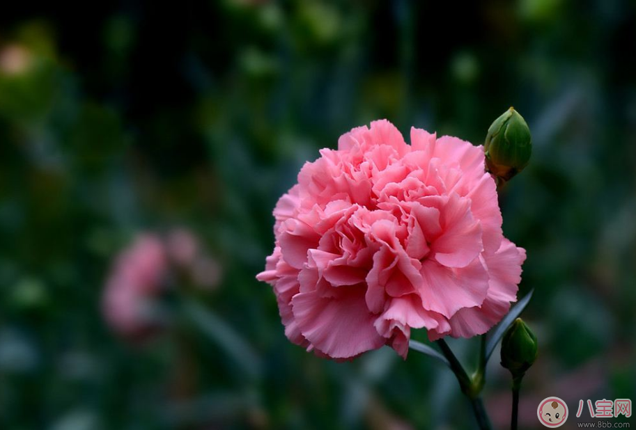 教師節(jié)送花只知道康乃馨怎么行 2017最適合送老師花推薦