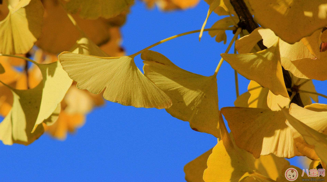 出伏第一天這樣做能過的更好 2017出伏小指南 出伏第一天這樣做能過的更好 2017出伏小指南