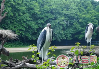 2017七夕節(jié)全家出游 看看長(zhǎng)隆親子攻略 2017七夕節(jié)全家出游 看看長(zhǎng)隆親子攻略